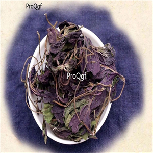 19USD Prodgf 500Gram A Set Perilla Frutescens leaf