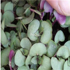 19usd Prodgf 9000Pcs A Set  rare Perilla Frutescens  seed