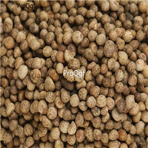 19usd Prodgf 9000Pcs A Set  rare Perilla Frutescens  seed