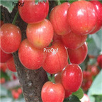 19usd Prodgf 800Pcs A Set Cherry Fruit Tree  Cerasus Pseudocerasus  seed