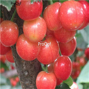 19usd Prodgf 800Pcs A Set Cherry Fruit Tree  Cerasus Pseudocerasus  seed