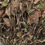 19usd Prodgf 50Gram A Set Herba Anoectochilus Roxburghi