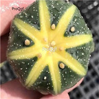 39usd Prodgf 3Pcs a set astrophytum xigua rare plant