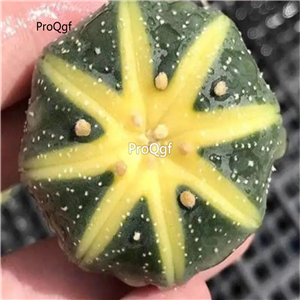 39usd Prodgf 3Pcs a set astrophytum xigua rare plant