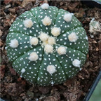 39usd Prodgf 3Pcs a set potted astrophytum rare plant