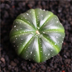 39usd Prodgf 3Pcs a set double green astrophytum rare plant