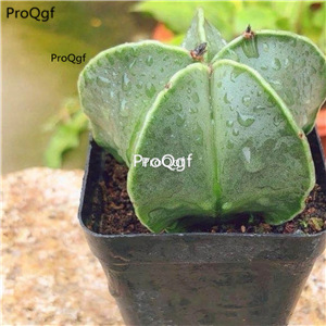 39usd Prodgf 3Pcs a set astrophytum wujiao plant