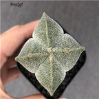 39usd Prodgf 3Pcs a set astrophytum sijiao rare plant