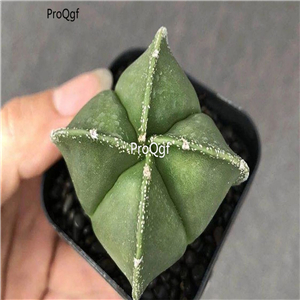 39usd Prodgf 3Pcs a set astrophytum sijiao rare plant