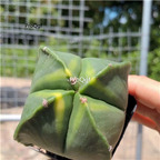 59usd Prodgf 1Pcs a set astrophytum rare special color random color plant