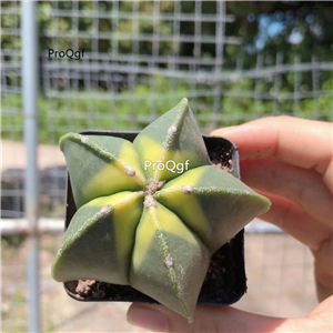 59usd Prodgf 1Pcs a set astrophytum rare special color random color plant