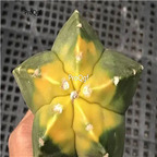 69usd Prodgf 1Pcs a set astrophytum rare random color plant