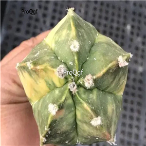 69usd Prodgf 1Pcs a set astrophytum rare random color plant