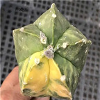 69usd Prodgf 1Pcs a set astrophytum beautiful random color plant