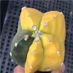 69usd Prodgf 1Pcs a set astrophytum beautiful random color plant