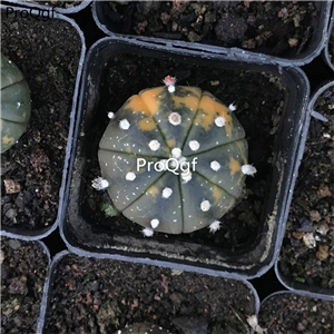 89usd Prodgf 1Pcs a set astrophytum such rare random color