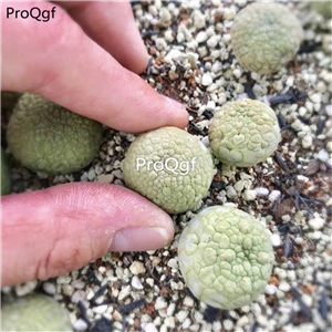 39usd Prodgf 1Pcs a set Pseudolithos migiurtinus plant