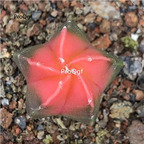 69usd Prodgf 1Pcs a set astrophytum Unique random color plant