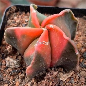 69usd Prodgf 1Pcs a set astrophytum Unique random color plant