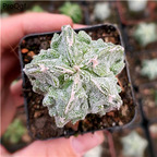 39usd Prodgf 2Pcs a set astrophytum rare shape plant