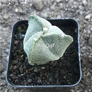 39usd Prodgf 2Pcs a set astrophytum rare shape plant