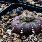 39usd Prodgf 3Pcs a set purple astrophytum rare shitong plant
