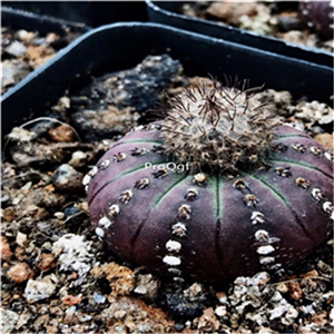 39usd Prodgf 3Pcs a set purple astrophytum rare shitong plant