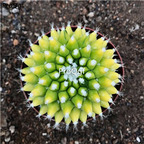 39usd Prodgf 2Pcs a set pretty yinchunjin plant