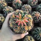 59usd Prodgf 1Pcs a set pretty wucai xiyou plant