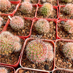 39usd Prodgf 3Pcs a set pretty hongnawa red rare plant