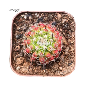 39usd Prodgf 3Pcs a set pretty hongnawa red rare plant