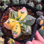 99usd Prodgf 1Pcs a set astrophytum random hot color plant