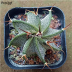 39usd Prodgf 3Pcs a set astrophytum shining plant