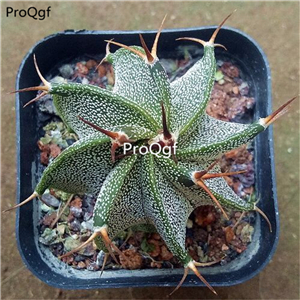 39usd Prodgf 3Pcs a set astrophytum shining plant
