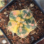 69usd Prodgf 1Pcs a set astrophytum xingdou haiyu random color plant