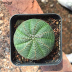 39usd Prodgf 3Pcs a set astrophytum xingdou buwen plant