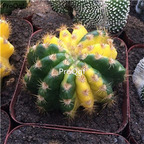 69usd Prodgf 3Pcs a set haowan random color plant