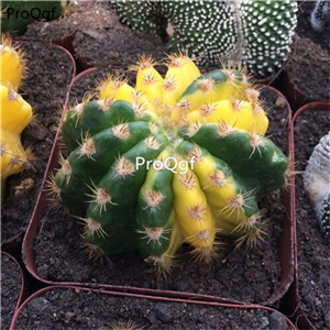 69usd Prodgf 3Pcs a set haowan random color plant