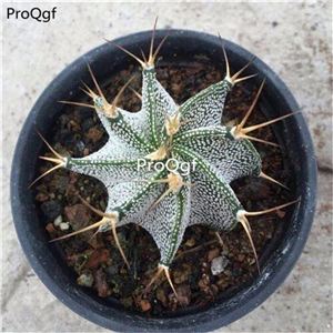 39usd Prodgf 3Pcs a set banruo rare color plant