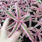 19usd Prodgf 5Pcs A Set rare pink air fern plant