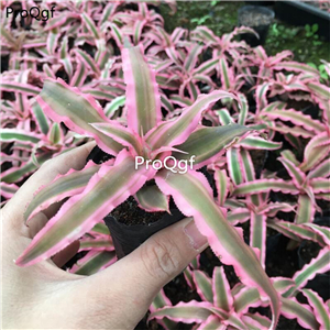 19usd Prodgf 5Pcs A Set rare pink air fern plant