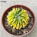 39usd Prodgf 2Pcs A Set duolingyu plant