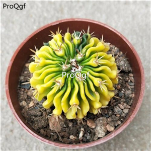 39usd Prodgf 2Pcs A Set duolingyu plant