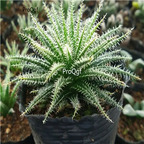 39usd Prodgf 3Pcs A Set liuliji rare aloe vera plant