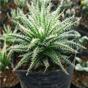 39usd Prodgf 3Pcs A Set liuliji rare aloe vera plant