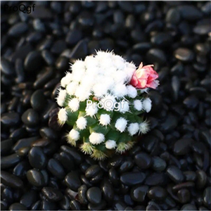 19usd Prodgf 3Pcs A Set mingrixiangji rare  plant
