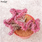 59usd Prodgf 2Pcs A Set caiseqilin rare plant