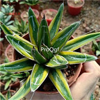 39usd Prodgf 2Pcs A Set Agave filifera compacta plant