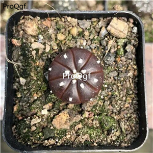 39usd Prodgf 3Pcs a set astrophytum purple skin plant