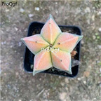 39usd Prodgf 3Pcs a set astrophytum ruanfeng plant